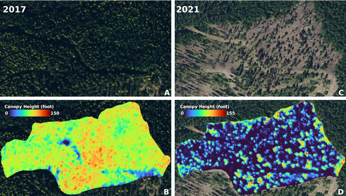 Figure 1: Comparison of canopy height models (CHM) pre-treatment (2017) and post-treatment (2021). A & B: Aerial image and CHM of the forest stand pre-treatment. C & D: Aerial image and CHM of the forest stand post-treatment.